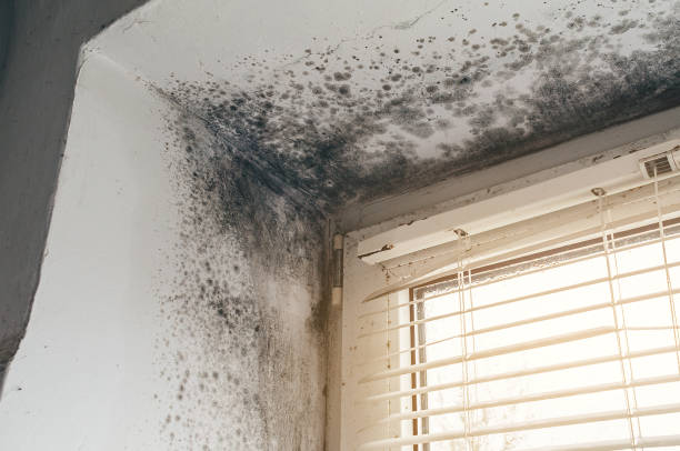 Affordable Commercial Mold Remediation solutions in Fairview, OR